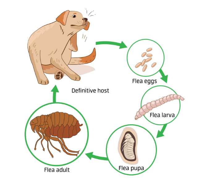 Images depicting the life cycle of a flea.
